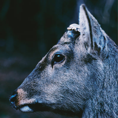 the book about my idle plot on a vague anxiety ("DEER GLISTEN" BLUE VINYL)